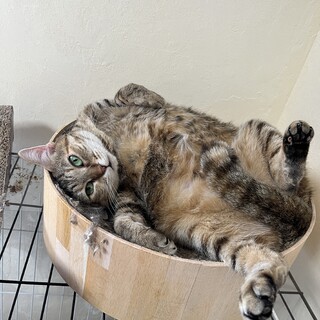 サビ猫　女の子　4歳