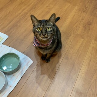 【シニア猫】お尻トントン大好き！ハクぴょん