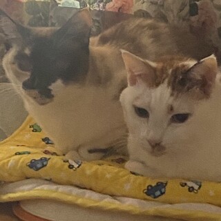 甘えん坊で全く手がかからないシニアの女子