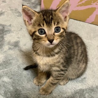 コロンコロンの♡コロンくん♡