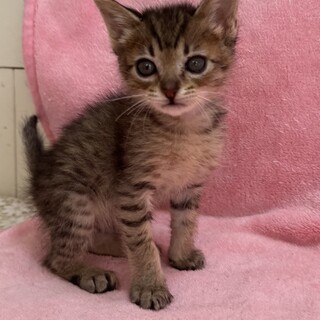 交渉中です☆セーラちゃん1ヶ月半