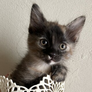 長毛サビ猫女の子