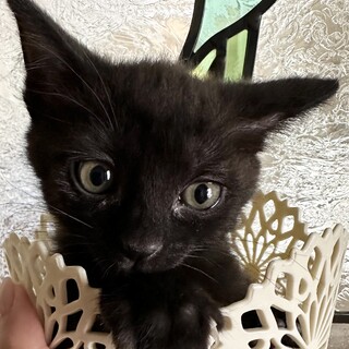 まん丸お目々のブラックスモークちゃん