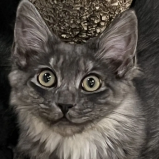 珍しい長毛ブラックスモーク★シフォンくん