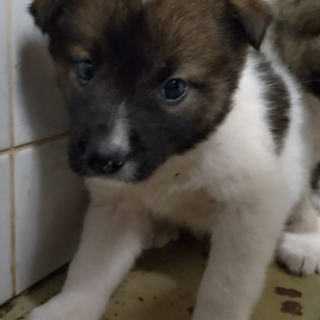 緊急！優先期間6月5日迄！　生後1.5ヶ月の子犬