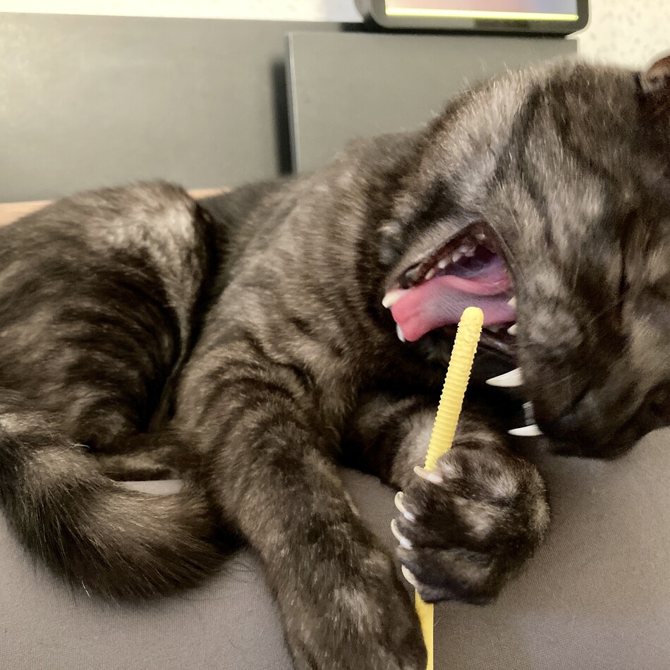 クオのカバー写真