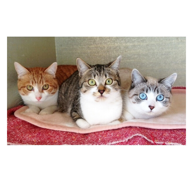 猫里親さん募集！にゃんこ組のカバー写真