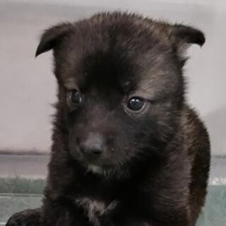 緊急！優先期間6月6日迄！　生後1.5ヶ月の子