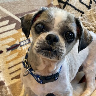 とても可哀想な状態で保護したシーズーの男の子