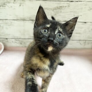 推定2024年4月生 サビ♀手三里ちゃん♡