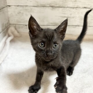 推定2024年4月生 黒キジ︎︎ ♀合谷ちゃん♡