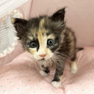推定2024年4月生 三毛 ♀日向坂ちゃん♡