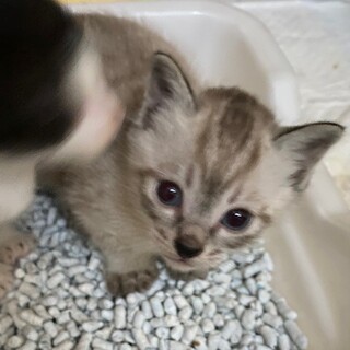 シャム系ベージュ縞模様のイケメン君