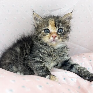 推定2024年4月生 三毛 ♀櫻坂ちゃん♡