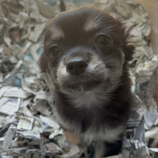 ハンデがありますが可愛すぎるチワワ♡