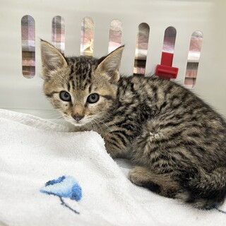 推定2024年3月生 キジ︎︎ ♀菊ちゃん♡