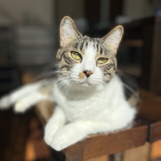 甘えん坊で元気な男の子ソフィー♂