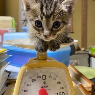 呼ぶと返事してくれる人懐っこい女の子