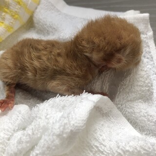 【里親募集】赤ちゃん猫です