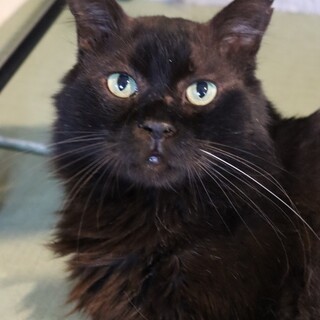 No.1のビッグバディ！心優しき控えめ男子ジーン