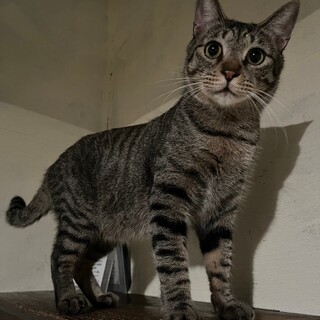 キョトン顔が最高にかわいい♡ぼのぼの♡