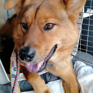 お散歩大好き、食欲旺盛、元気なほまれ