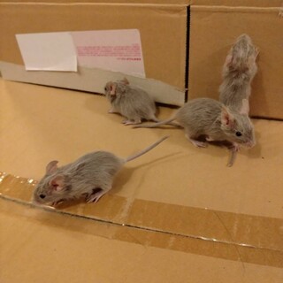 シルバーデグー