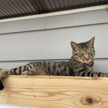 我が家はとっても小さなおうちなのに猫たちが巧みに新たな寝床を探してくれるからなんて言うかありがとう明日もホムセン行くわw