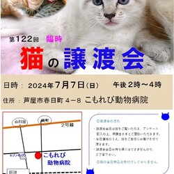猫の譲渡会 in 芦屋 “猫のミーナ”
