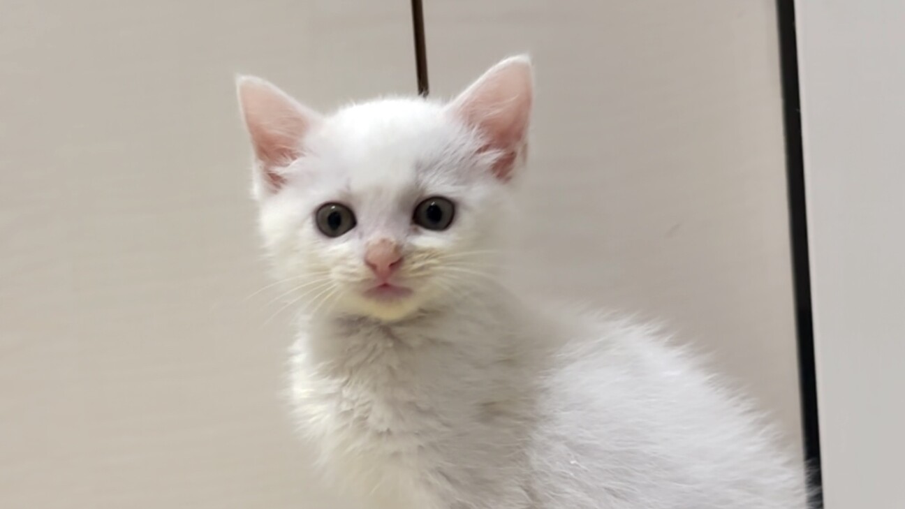 人懐っこく元気な白い子猫」埼玉県 - 猫の里親募集(488689