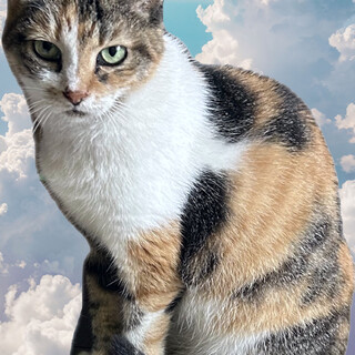 心優しい❤️三毛猫ちゃん❤️高齢者可