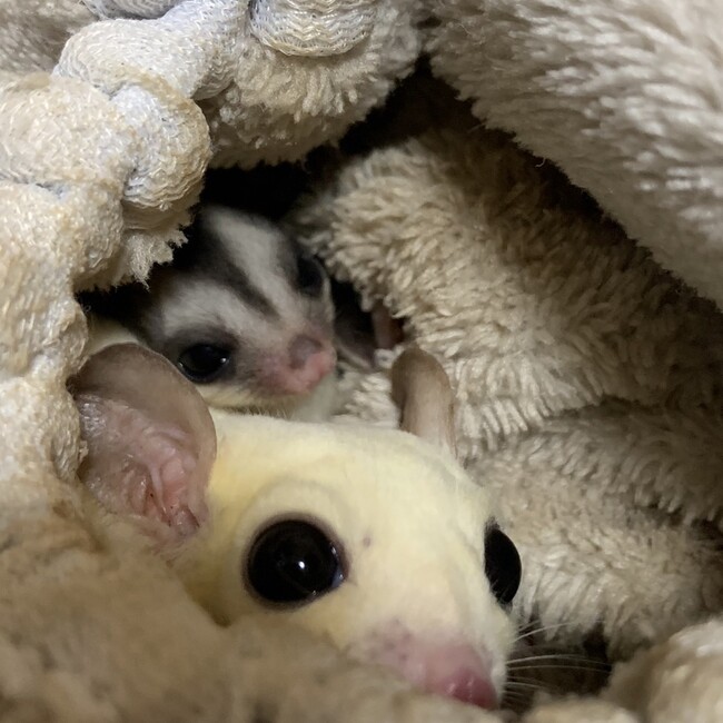 フクロモモンガ　ミルクのカバー写真