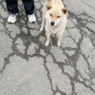 柴犬　女の子♀　3歳