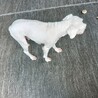 ミニチュアシュナウザー　女の子♀　6歳 サムネイル4