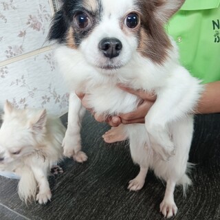 チワワ　女の子♀　6歳