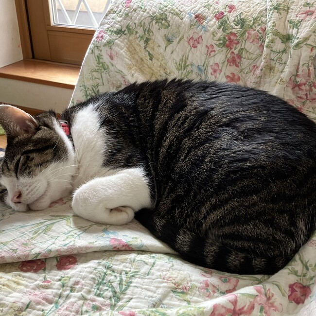 りつこ0510のカバー写真