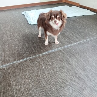 チワワ　女の子♀　3歳