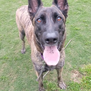 モーレン（ダッチシェパード）