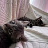 人懐っこくて元気なグレーの子猫ちゃん① サムネイル4
