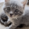 人懐っこくて元気なグレーの子猫ちゃん① サムネイル5