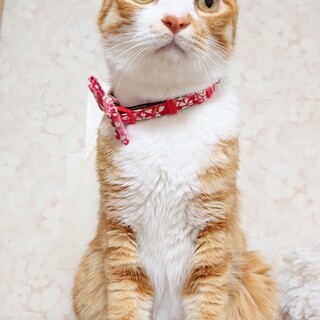 【5/25譲渡会参加予定】超イケメン！翔平くん