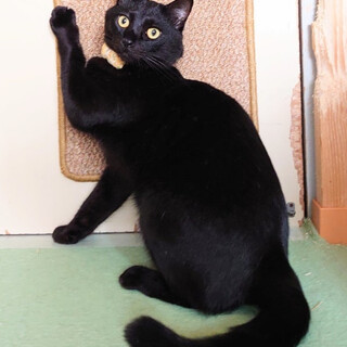 【4/27譲渡会参加予定】甘えんぼ♡なアプトン