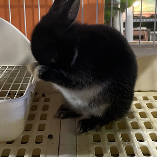 ネザーの男の子（1歳）