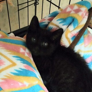 ラッコちゃんのトライアルOK！