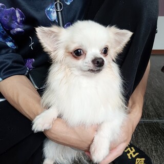 チワワ　男の子♂　6歳