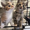 生後1ヶ月弱、三毛猫、ムギワラ姉妹 サムネイル2