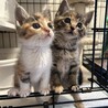 生後1ヶ月弱、三毛猫、ムギワラ姉妹 サムネイル3
