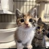 生後1ヶ月弱、三毛猫、ムギワラ姉妹 サムネイル4