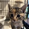 生後1ヶ月弱、三毛猫、ムギワラ姉妹 サムネイル5