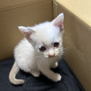 里親決まりました！